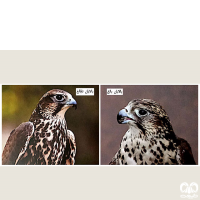 گونه بالابان Saker Falcon